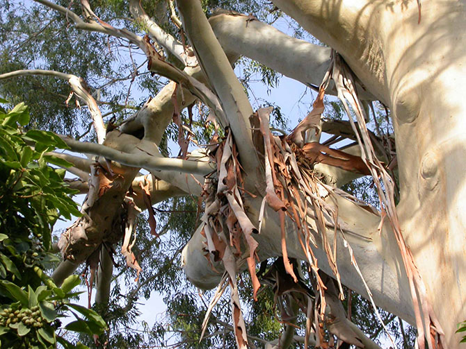 Eucalyptus dorrigoensis MYRTACEAE-  © C. Ducatillon